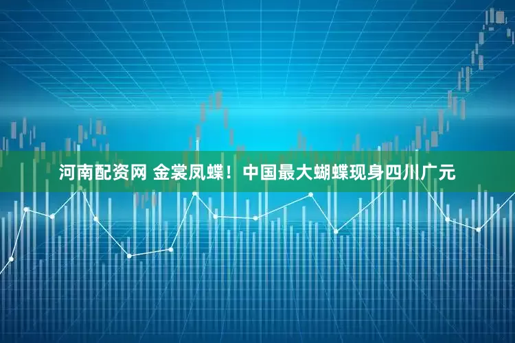 河南配资网 金裳凤蝶！中国最大蝴蝶现身四川广元